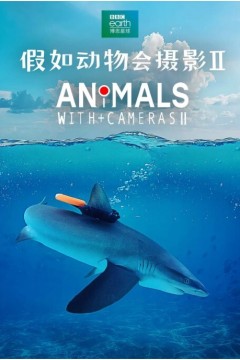 假如动物会摄影第二季