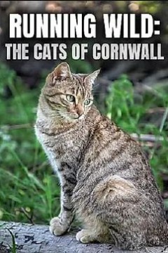 Running Wild： The Cats of Cornwall 2020