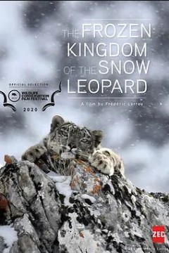 Le royaume glacé de la panthère des neiges