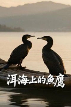洱海上的鱼鹰
