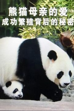 熊猫母亲的爱：成功繁殖背后的秘密