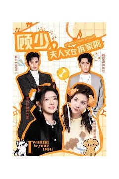 顾少，夫人又在拆家啦