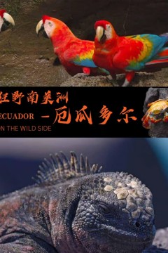 狂野南美洲-厄瓜多尔国语版
